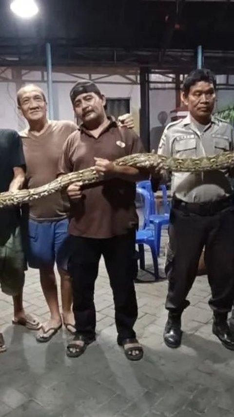 Shocked Residents of Bekasi Find a Python, There are 30 Eggs in Its Nest