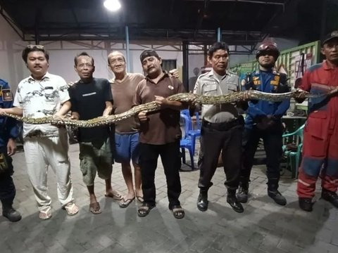 Residents of Bekasi Shocked to Find a Python, 30 Eggs Found in its Nest