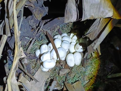 Residents of Bekasi Shocked to Find a Python, 30 Eggs Found in its Nest