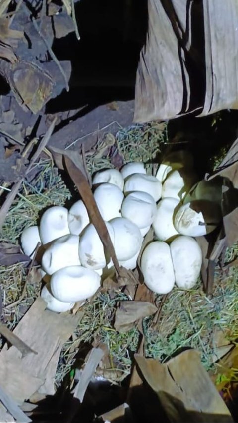 Residents of Bekasi Shocked to Find a Python, 30 Eggs Found in its Nest