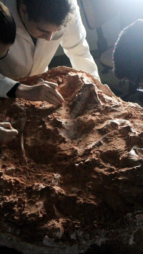 Menurut paleontolog Rodrigo Temp Müller, fosil ini diperkirakan berusia sekitar 233 juta tahun. Foto: HANDOUT / FEDERAL UNIVERSITY OF SANTA MARIA / AFP<br>