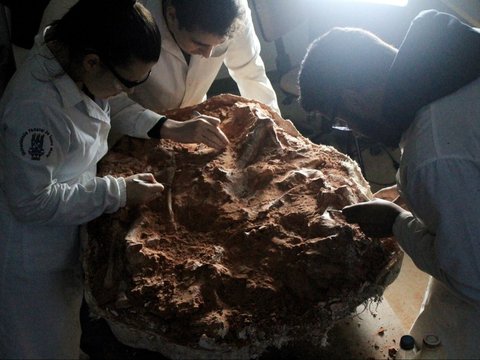 FOTO: Berusia 233 Juta Tahun, Ini Penampakan Tulang Belulang Dinosaurus Tertua di Dunia