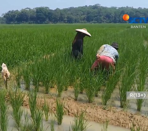 Nasib Pilu Anak Putus Sekolah di Lebak karena Masalah Ekonomi, Pilih Bantu Orang Tua di Sawah