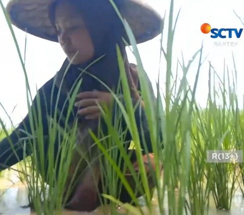 Nasib Pilu Anak Putus Sekolah di Lebak karena Masalah Ekonomi, Pilih Bantu Orang Tua di Sawah