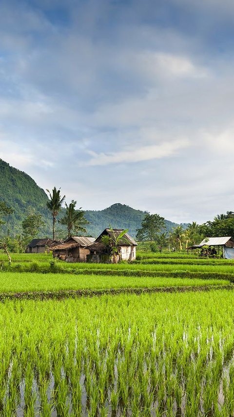 Potret Rumah Unik di Atas Kolam Ikan Dikelilingi Hamparan Sawah, Suasananya Adem dan Asri