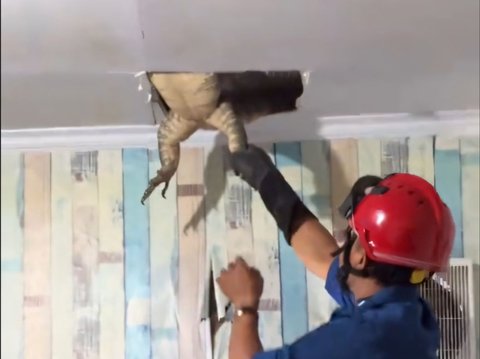 Dramatic! Firefighters Evacuate Giant Monitor Lizard Hiding in the Ceiling of a Resident's Kitchen in Karawang, Struggling Repeatedly and Almost Breaking Free