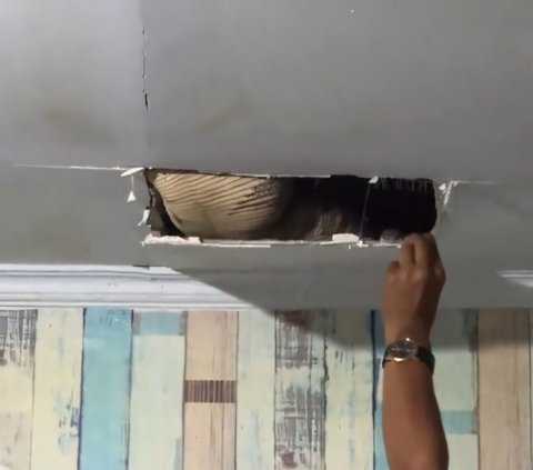 Dramatic! Firefighters Evacuate Giant Monitor Lizard Hiding in the Ceiling of a Resident's Kitchen in Karawang, Struggling Repeatedly and Almost Breaking Free