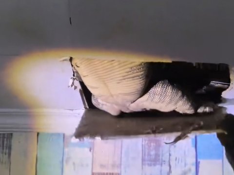 Dramatic! Firefighters Evacuate Giant Monitor Lizard Hiding in the Ceiling of a Resident's Kitchen in Karawang, Struggling Repeatedly and Almost Breaking Free