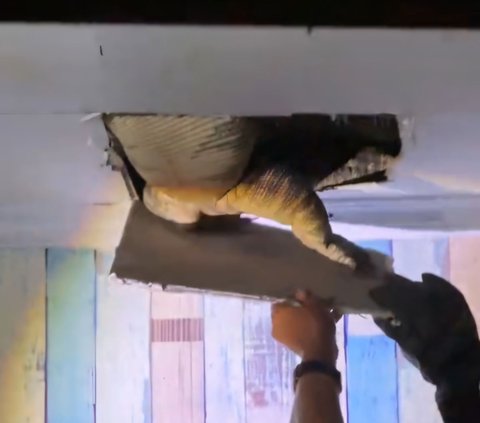 Dramatic! Firefighters Evacuate Giant Monitor Lizard Hiding in the Ceiling of a Resident's Kitchen in Karawang, Struggling Repeatedly and Almost Breaking Free