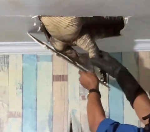 Dramatic! Firefighters Evacuate Giant Monitor Lizard Hiding in the Ceiling of a Resident's Kitchen in Karawang, Struggling Repeatedly and Almost Breaking Free