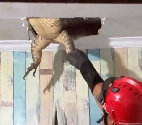 Dramatic! Firefighters Evacuate Giant Monitor Lizard Hiding in the Ceiling of a Resident's Kitchen in Karawang, Struggling Repeatedly and Almost Breaking Free