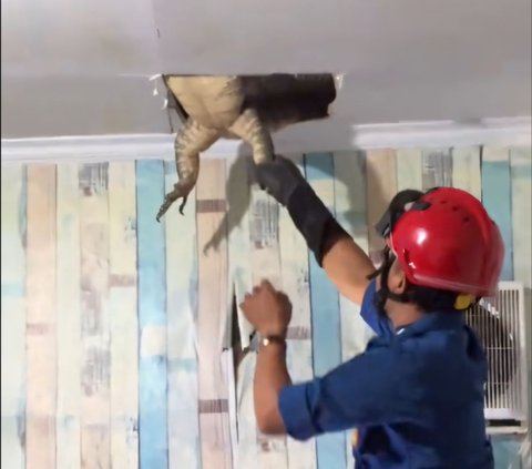 Dramatic! Firefighters Evacuate Giant Monitor Lizard Hiding in the Ceiling of a Resident's Kitchen in Karawang, Struggling Repeatedly and Almost Breaking Free