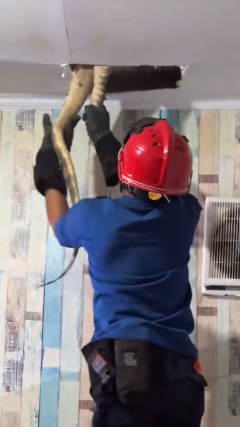 Dramatic! Firefighters Evacuate Giant Monitor Lizard Hiding in the Ceiling of a Resident's Kitchen in Karawang, Struggling Repeatedly and Almost Breaking Free