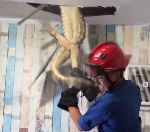 Dramatic! Firefighters Evacuate Giant Monitor Lizard Hiding in the Ceiling of a Resident's Kitchen in Karawang, Struggling Repeatedly and Almost Breaking Free