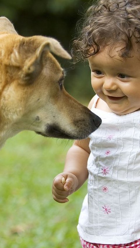 Rekomendasi Nama Anjing Jepang Lucu, Unik Lengkap dengan Artinya<br>