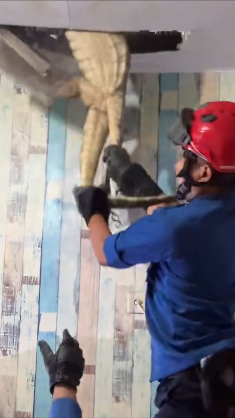 Dramatic! Firefighters Evacuate Giant Monitor Lizard Hiding in the Ceiling of a Resident's Kitchen in Karawang, Struggling Repeatedly and Almost Breaking Free