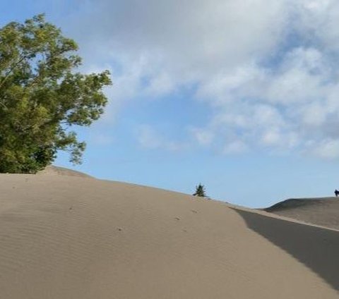 Luas dan Ketinggiannya Kian Menyusut, Gumuk Pasir Parangtritis Segera Direstorasi demi Wujudkan Geopark Nasional