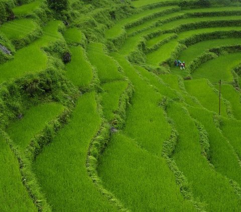 Sisi Lain Pendiri NU Kiai Hasyim Asy'ari yang Jarang Terungkap, Liburkan Ngaji pada Hari-hari Tertentu untuk Bertani di Sawah