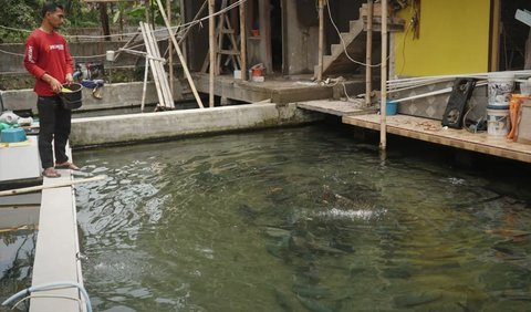 Balong sebagai Hiasan Rumah