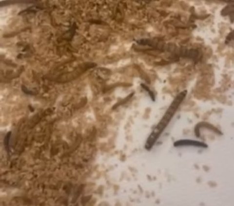 The Hotel Where Israeli PM Benjamin Netanyahu Stayed in Washington is Infested with Maggots and Worms