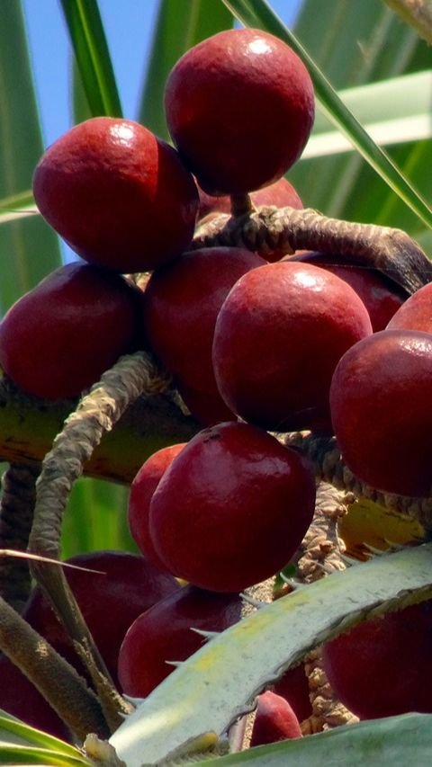 7 Manfaat Buah Zuriat untuk Promil, Bantu Tingkatkan Kualitas Sel Telur