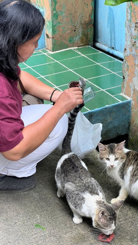 Tanda-tanda Kucing Kesayangan Lagi Sakit, Simak Penjelasan Komunitas Djaboers Cat