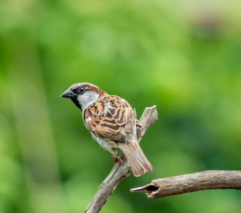 50 Funny Bird Words, Expressions of Happiness in Beloved Pets