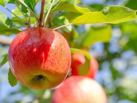 Buah untuk Mengatasi Panas Demam