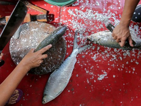 Technique to Remove Fine Thorns from Milkfish.