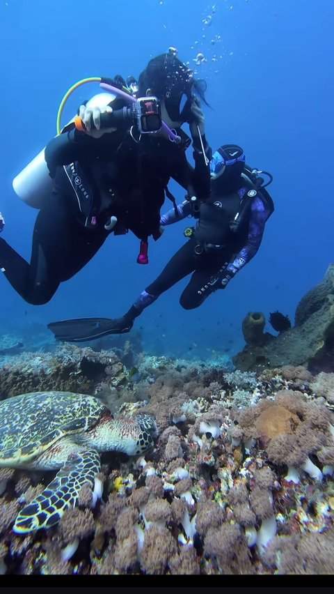 10 Potret Naysilla Mirdad saat Diving di Labuan Bajo, Dapat Pengalaman Langka Bisa Bertemu dengan Hewan Laut ini