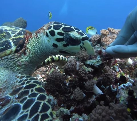 10 Potret Naysilla Mirdad saat Diving di Labuan Bajo, Dapat Pengalaman Langka Bisa Bertemu dengan Hewan Laut ini