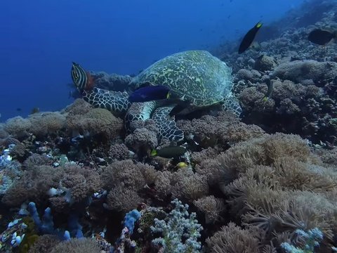 10 Potret Naysilla Mirdad saat Diving di Labuan Bajo, Dapat Pengalaman Langka Bisa Bertemu dengan Hewan Laut ini