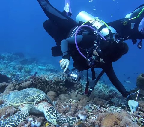 10 Potret Naysilla Mirdad saat Diving di Labuan Bajo, Dapat Pengalaman Langka Bisa Bertemu dengan Hewan Laut ini