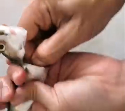 It Turns Out There is an Easy Way to Remove Mackerel Fish Bones, Just One Pull and They're All Out