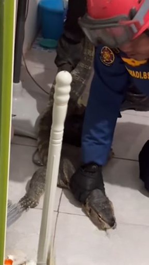 Momen Mendebarkan Petugas Damkar Evakuasi Biawak Sebesar Komodo di Rumah Warga, Ramai Pertanyaan Bayar atau Tidak?