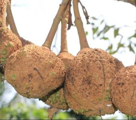 The Viral Bald Durian That Has Caused a Stir Among Netizens, Here’s the Fact