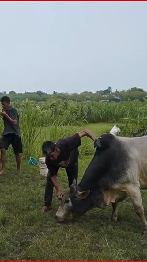 <b>Mengenal Sistem Adat Mawah di Aceh, Akad Kerja Sama dalam Pengelolaan Lahan </b>