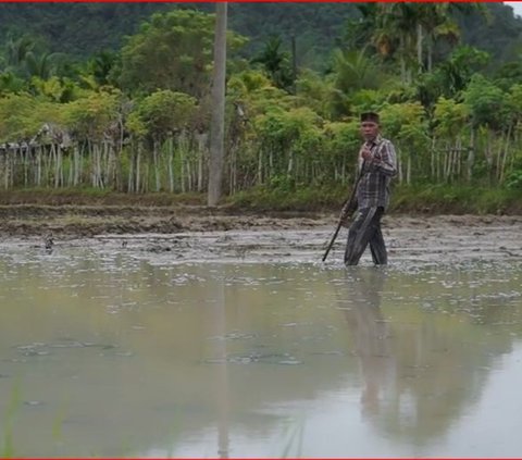 Mengenal Sistem Adat Mawah di Aceh, Akad Kerja Sama dalam Pengelolaan Lahan