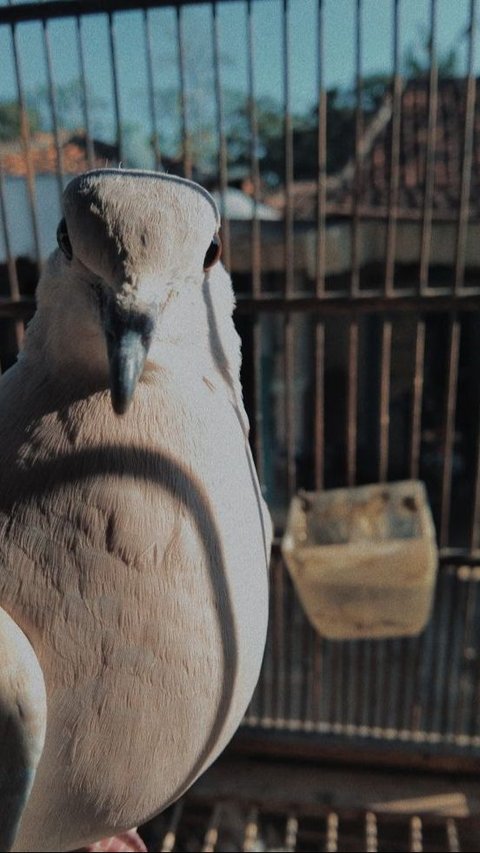 <b>Mitos Burung Puter Coklat, Dianggap Pembawa Keberuntungan hingga Penolak Ilmu Hitam</b>