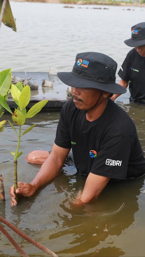 Selamatkan Lahan Kritis di Muaragembong, BRI Salurkan Ribuan Bibit Mangrove