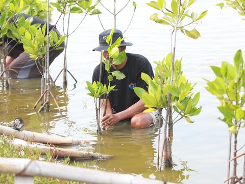 Selamatkan Lahan Kritis di Muaragembong, BRI Salurkan Ribuan Bibit Mangrove