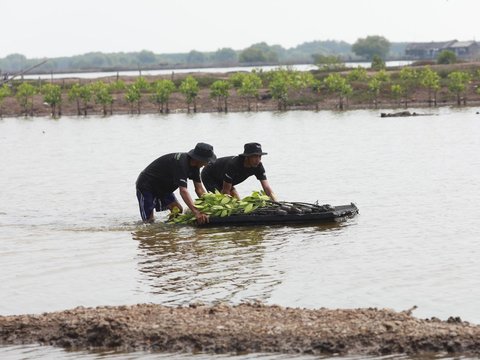 Selamatkan Lahan Kritis di Muaragembong, BRI Salurkan Ribuan Bibit Mangrove