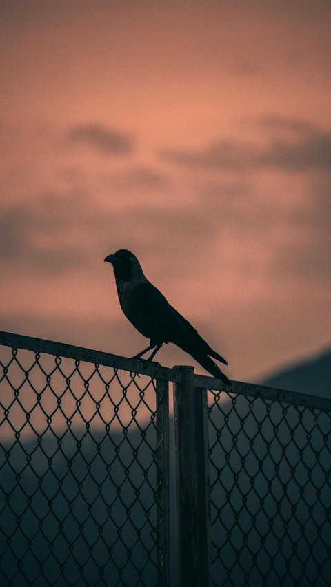 Prayer When Hearing the Sound of Birds at Night for Peace and Protection from Allah SWT