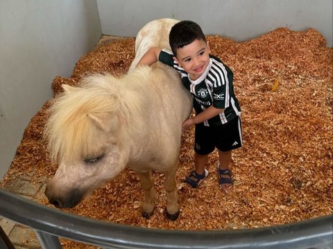 8 Potret Ukkasya Anak Zaskia Sungkar Bersama Kuda Baru Berukuran Mungil, Lucu Banget!