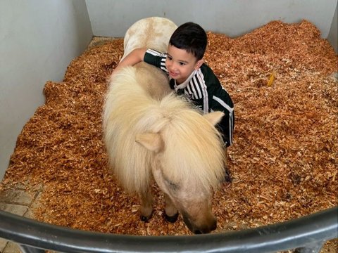 8 Potret Ukkasya Anak Zaskia Sungkar Bersama Kuda Baru Berukuran Mungil, Lucu Banget!