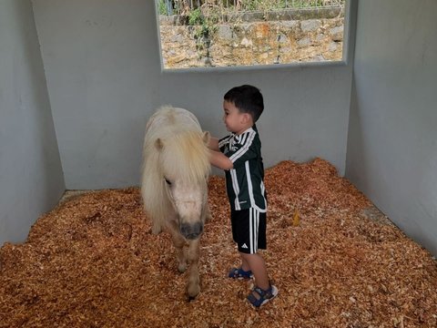 8 Potret Ukkasya Anak Zaskia Sungkar Bersama Kuda Baru Berukuran Mungil, Lucu Banget!