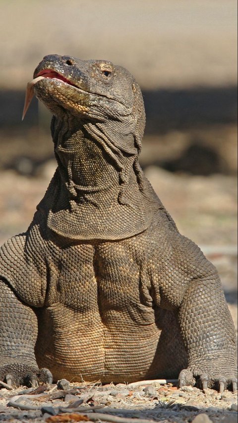 Tak Banyak Orang Tahu, Komodo Ternyata Punya Gigi Berlapis Besi, Peneliti Ungkap Ini Fungsinya