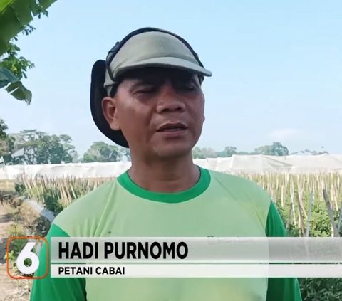 Harga Cabai Meroket tapi Petani Sedih, Ini Fakta di Baliknya