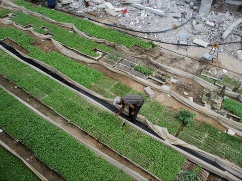 FOTO: Kisah Youssef Abu Rabie, Petani Palestina yang Kembali Berladang di Reruntuhan untuk Atasi Kelaparan di Gaza