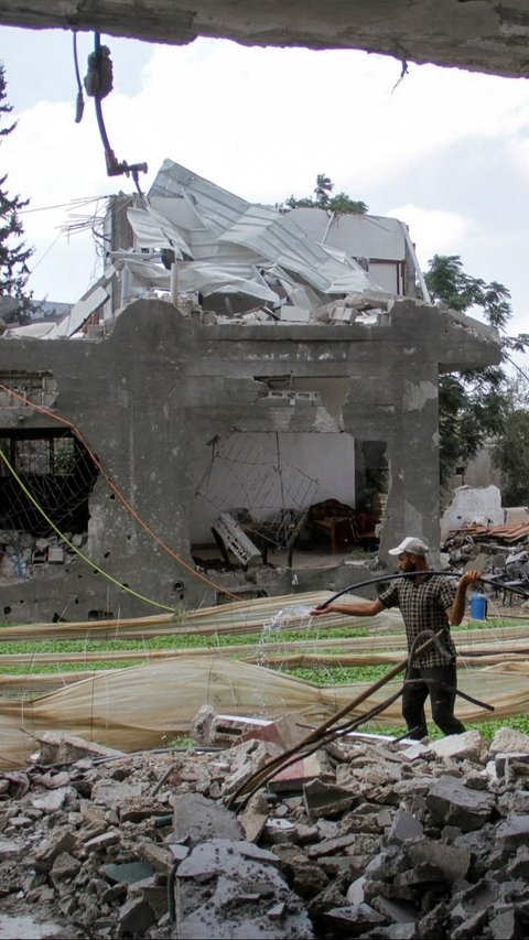 Ia tahu bahwa hasil panen dari ladangnya ini bukan hanya untuk dirinya sendiri, tetapi juga untuk warga sekitar yang sangat membutuhkan. Foto: REUTERS / Mahmoud Issa